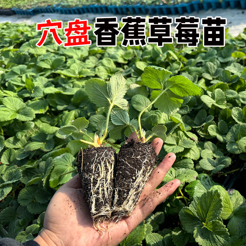 正宗香蕉草莓苗特甜盆栽地栽南北方种植特大果新品种四季草莓秧苗,淘宝优惠券,粉丝福利购,淘宝优惠卷