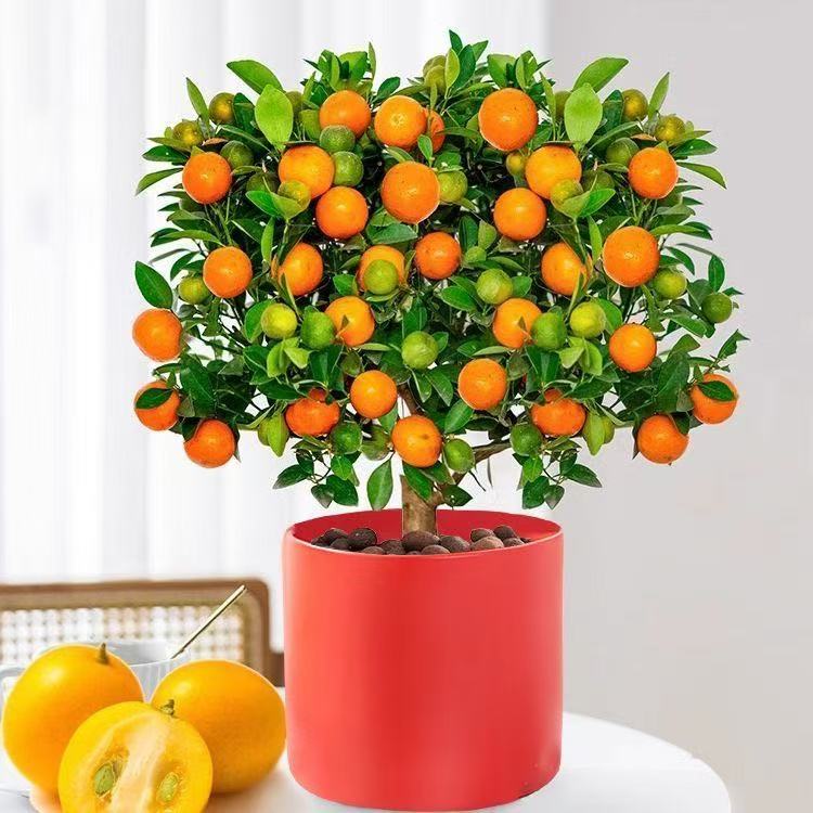 四季金桔树盆栽带果招财植物年桔室内盆景阳台绿植南北方好养橘子