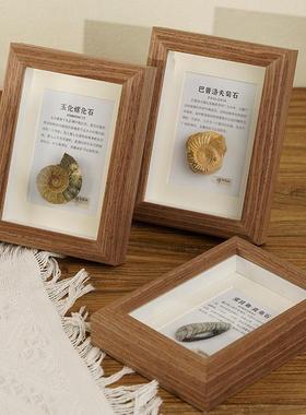 天然古生物化石菊石玉化螺原石标本实木相框桌面摆件乔迁礼物挂画