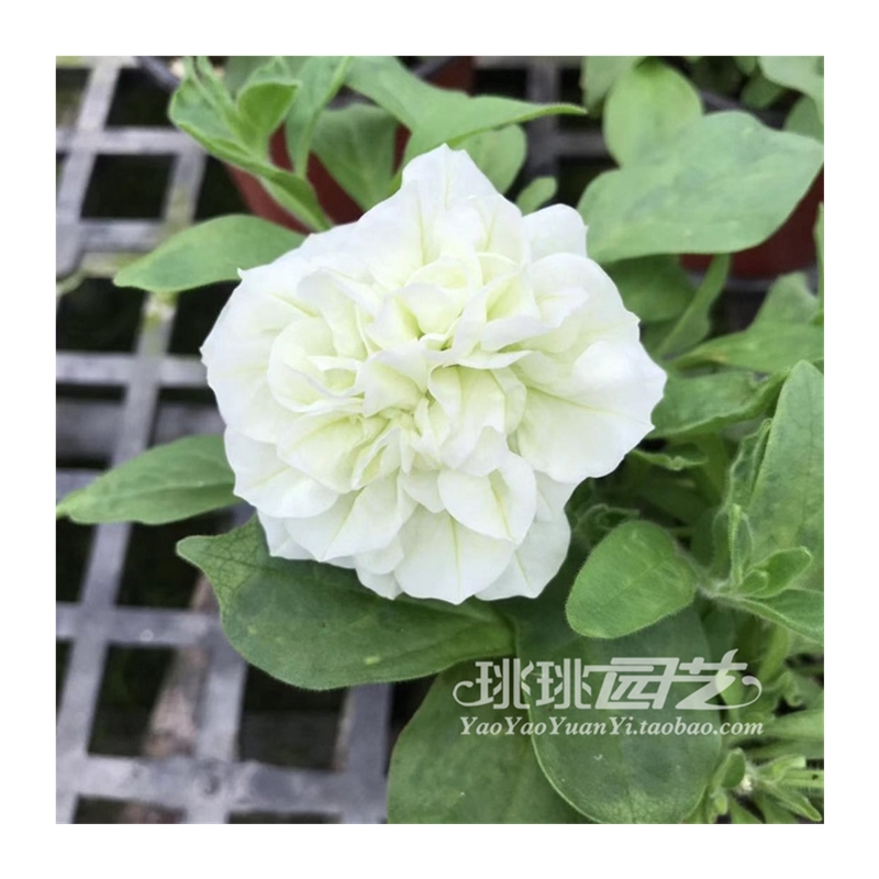 新品矮牵牛重瓣花苗藤蔓垂吊伊丽莎白冰淡紫玛丽亚苏糖系列12cm盆-图3