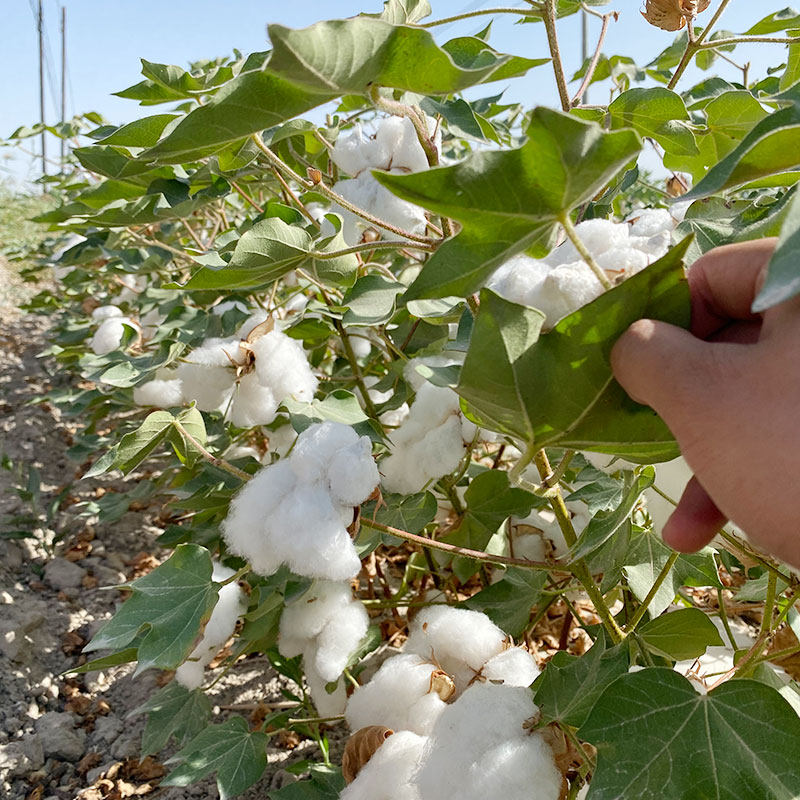 新疆棉被一级纯棉花被全棉被芯棉絮床垫被褥子手工棉胎被子秋冬被,淘宝优惠券,粉丝福利购,淘宝优惠卷
