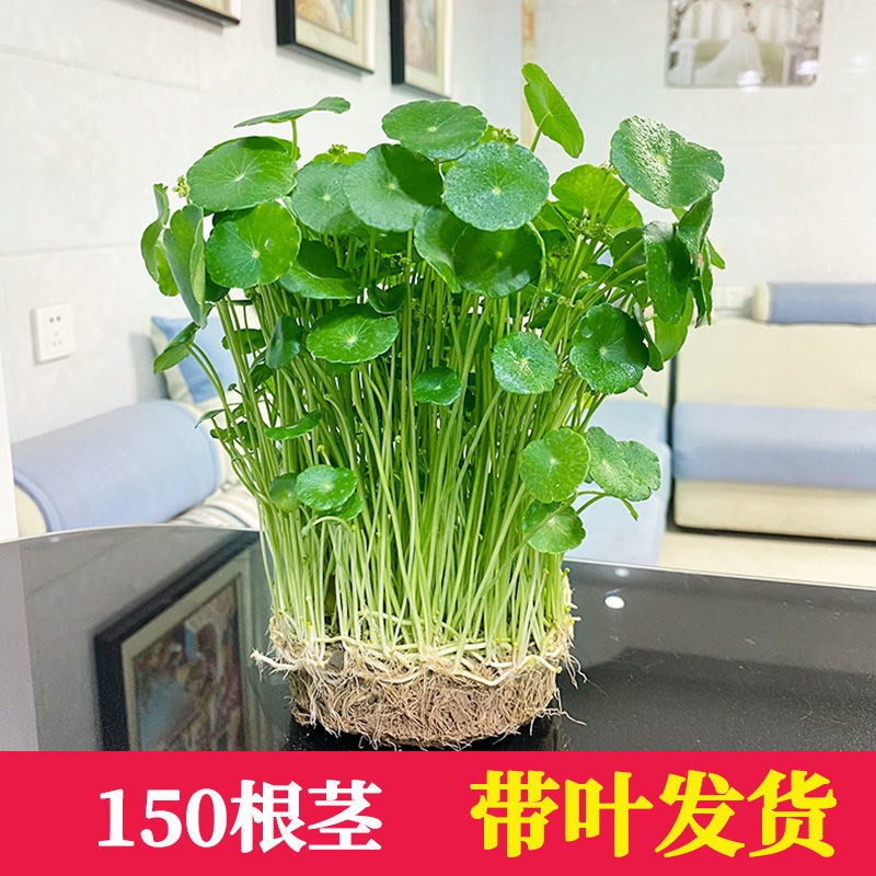 铜钱草招财办公室桌面盆栽金钱草花卉室内水培植物净化空气绿植 - 图0