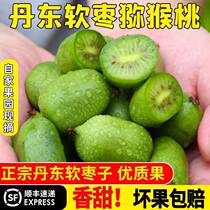 Dandong Soft date macaque Peach Round Dates Fresh Fruit Wild Northeast Puppies Date Fresh Fruits Exotic Berry Fruit