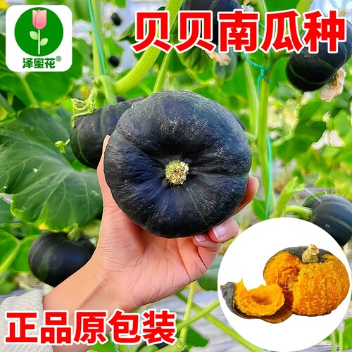 绿贝贝南瓜种子大全四季高产正宗板栗味迷你小南瓜种籽苗蔬菜种孑 - 图1
