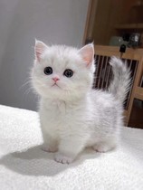 Silver asymptotic young cat pure breed living UK short hairy cat gold asymptotic cub manquion dwarf foot pet kitty living things