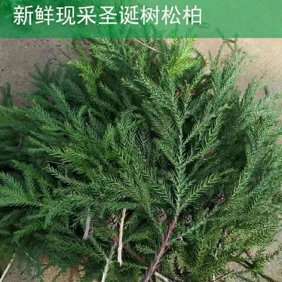 圣诞装饰品天竺少女松枝树配件手工DIY材料包场景布置绿植物摆件 - 图0