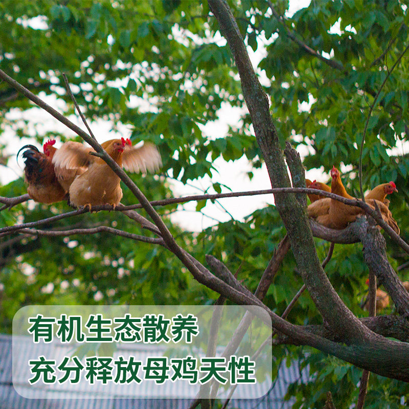 九华粮品有机富硒鸡蛋30枚净重1200g新鲜有机散养草鸡蛋土鸡蛋,淘宝优惠券,粉丝福利购,淘宝优惠卷