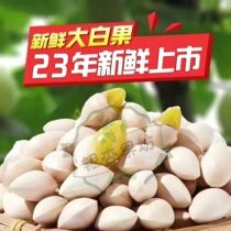 (5 catty) fresh large grain with shell white fruits gingko fruits without bleached grade dried goods raw bagels ready-to-eat