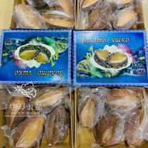 Russian flavored deep sea gold abalone large baud box 4 One catty of left and right airlift