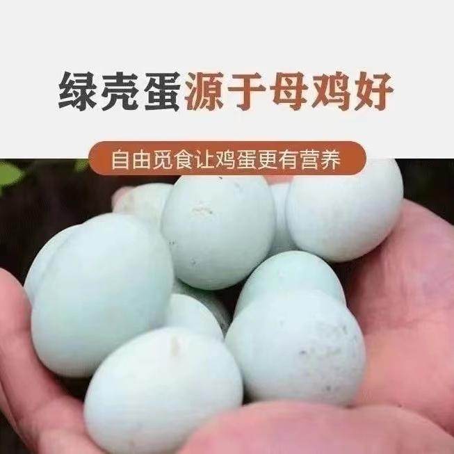 2斤麻羽鸡高产蛋鸡苗散养土鸡苗青脚麻羽鸡青年鸡苗绿壳蛋鸡苗,淘宝优惠券,粉丝福利购,淘宝优惠卷