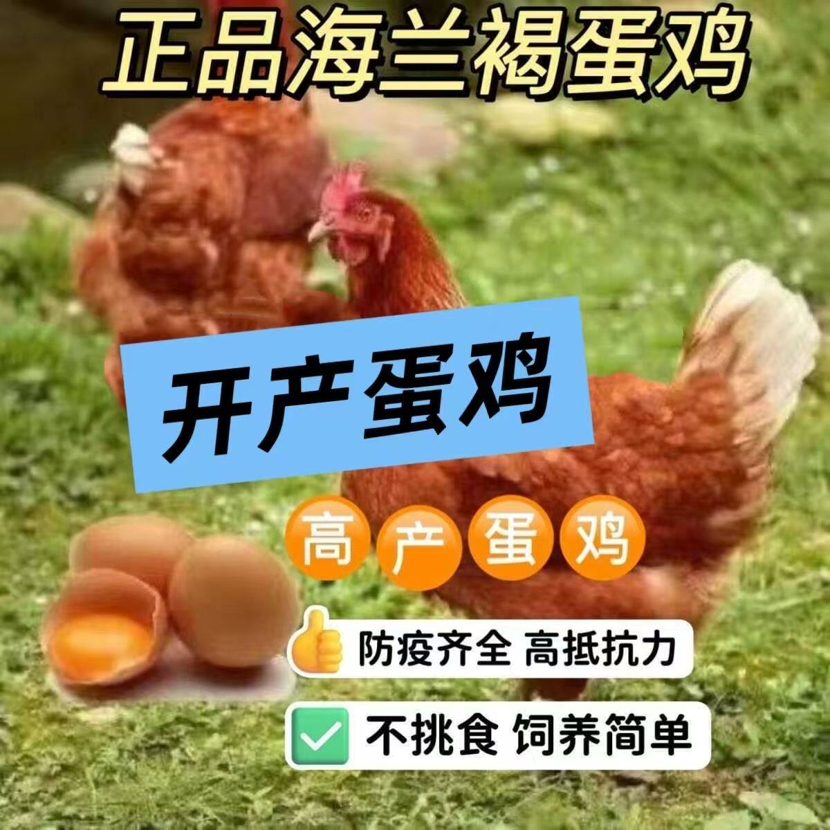 高产1.5斤海兰褐小鸡活苗脱温蛋鸡苗农家散养母鸡产蛋王土鸡苗,淘宝优惠券,粉丝福利购,淘宝优惠卷