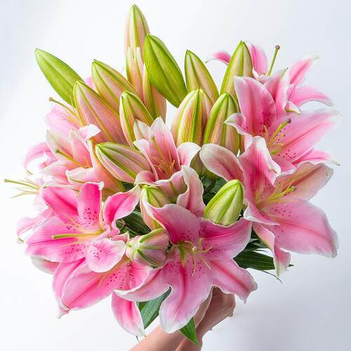 百合花香水百合花鲜花云南鲜昆明基地直发批礼物鲜切家用水养插花 - 图0