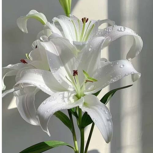 云南香水百合水养鲜花切花束直云南昆明基地速递同城客厅摆件礼物 - 图0