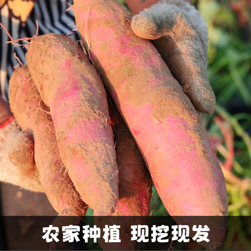  乐芮食品番薯