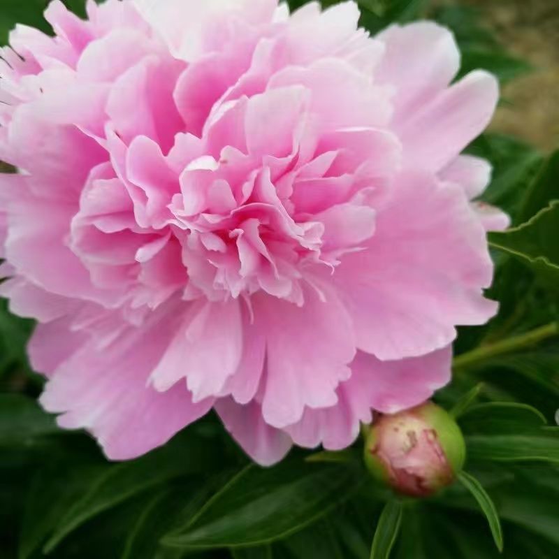 重瓣芍药花种子四季大花浓香庭院阳台盆栽观赏牡丹花卉抗热耐寒