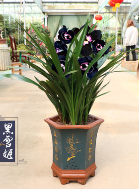 四季兰花b盆栽 红将军花卉绿植室内花盆栽 好养植物名贵兰花苗耐