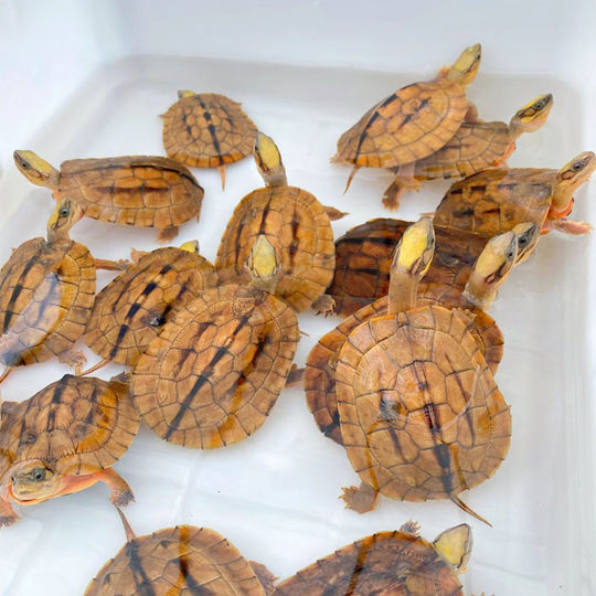 正宗纯种金钱龟招财吃菜石金钱龟长寿情侣观赏深水小宠物乌龟活物