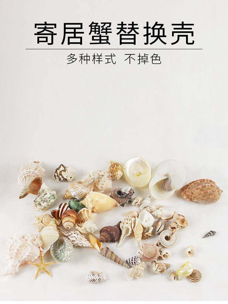 寄居蟹替换壳中小型号天然海螺贝壳卷贝鱼鱼缸造景摆件水族箱装饰,淘宝优惠券,粉丝福利购,淘宝优惠卷