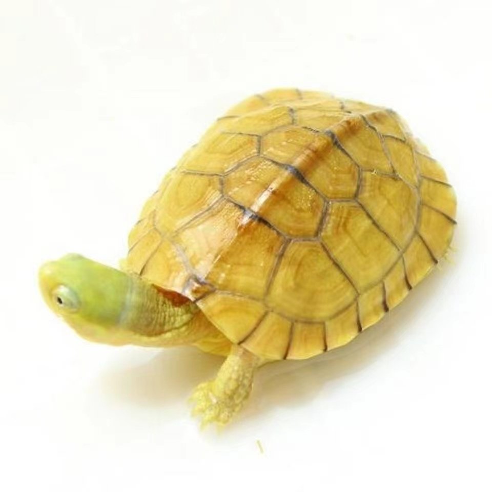 纯种金钱龟皖南三黄小青龟北石金钱龟苗陆养活体小宠物小乌龟活物,淘宝优惠券,粉丝福利购,淘宝优惠卷