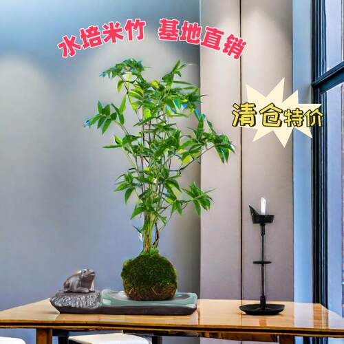 翡翠观音竹水培款苔藓球书房米竹绿植竹子室内立式鱼缸可养鱼 - 图1