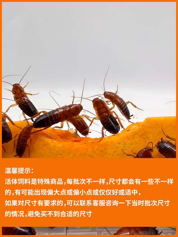 樱桃蟑螂活体饲料樱桃红蟑螂幼体活虫爬宠爬虫鸣虫食物守宫金龙鱼,淘宝优惠券,粉丝福利购,淘宝优惠卷