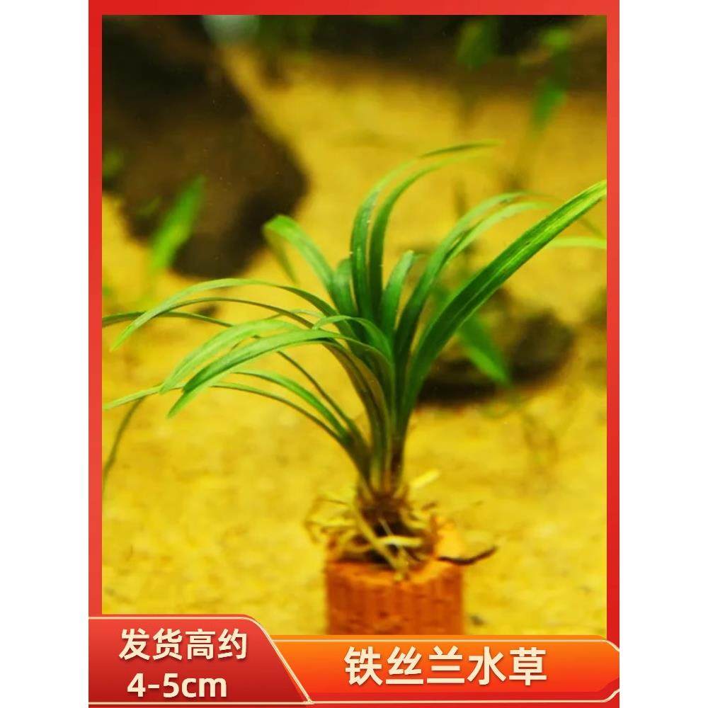 水兰水草大小水兰扭兰龙舌兰细叶水韭菜阴性前后景新手鱼缸造景,淘宝优惠券,粉丝福利购,淘宝优惠卷