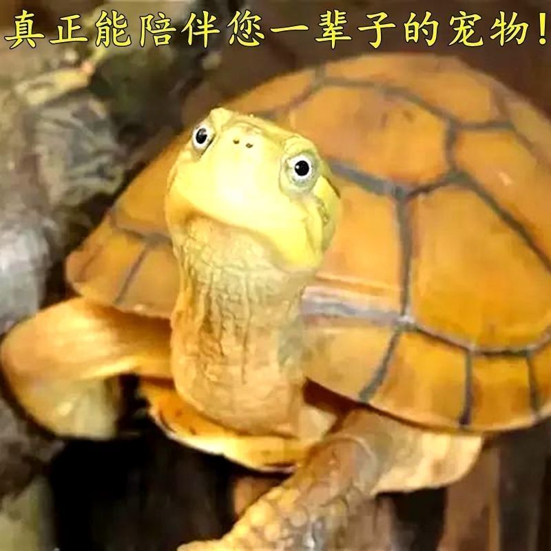 纯种金钱龟皖南三黄小青龟北石金钱龟苗陆养活体小宠物小乌龟活物,淘宝优惠券,粉丝福利购,淘宝优惠卷