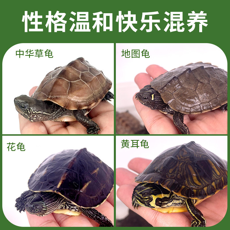 西锦龟红腹西锦龟深水龟鱼缸混养吃粪龟宠物观赏吃垃圾清洁龟活体,淘宝优惠券,粉丝福利购,淘宝优惠卷