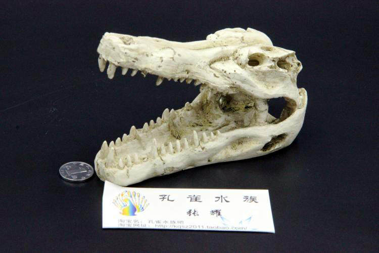 爬虫爬宠鳄鱼恐龙头骨造景蜘蛛蜥蜴蛇脱皮陆龟箱爬箱造景装饰躲避,淘宝优惠券,粉丝福利购,淘宝优惠卷