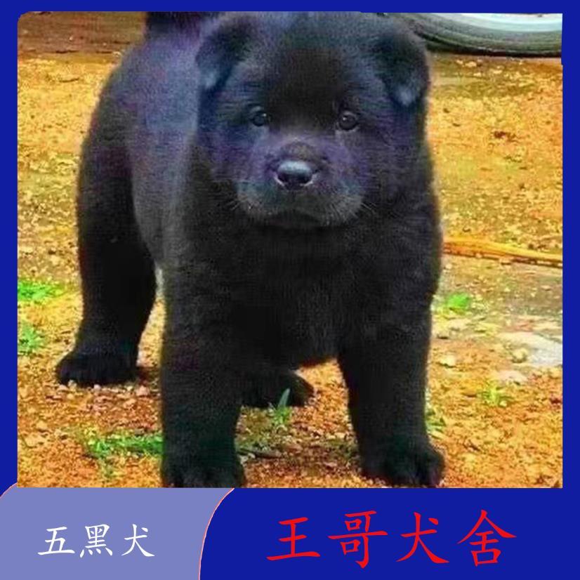 五黑犬小黑狗霸气打猎幼犬活物黑土猎狗大骨架农村广西便宜狗狗狗