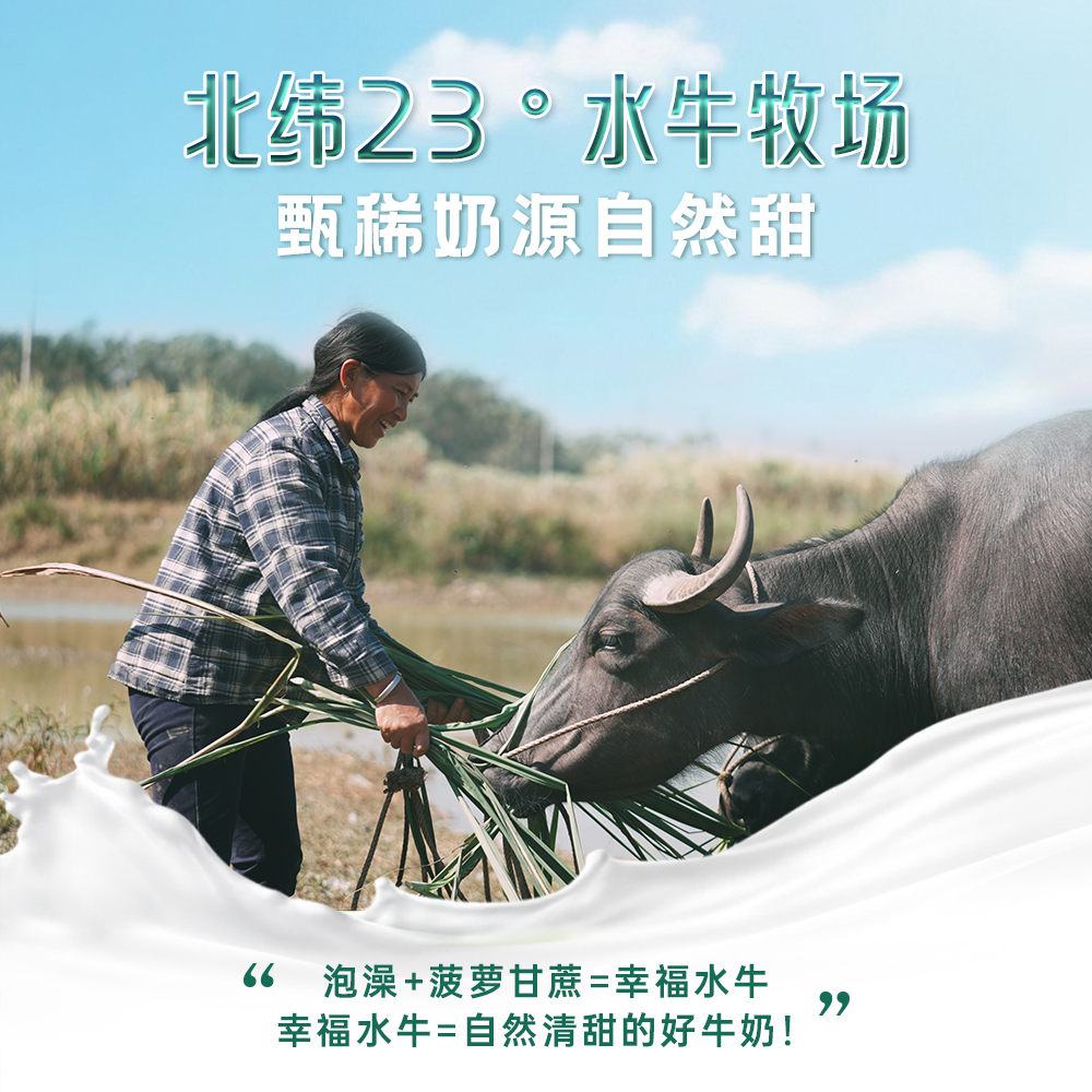 [2025年4月生产]含赠品到手25盒西江水牛纯牛奶4.1蛋白营养早餐奶