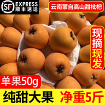 Yunnan Monself loquats fresh and large fruits 3 catties 5 catty of pipa fruit when season fruits Shunfeng loquat fresh fruit