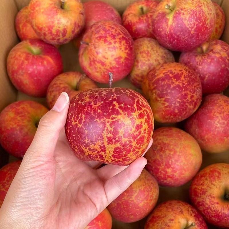 2025大凉山丑苹果新鲜昭通市冰糖心丑苹果红富士水果当季整箱,淘宝优惠券,粉丝福利购,淘宝优惠卷