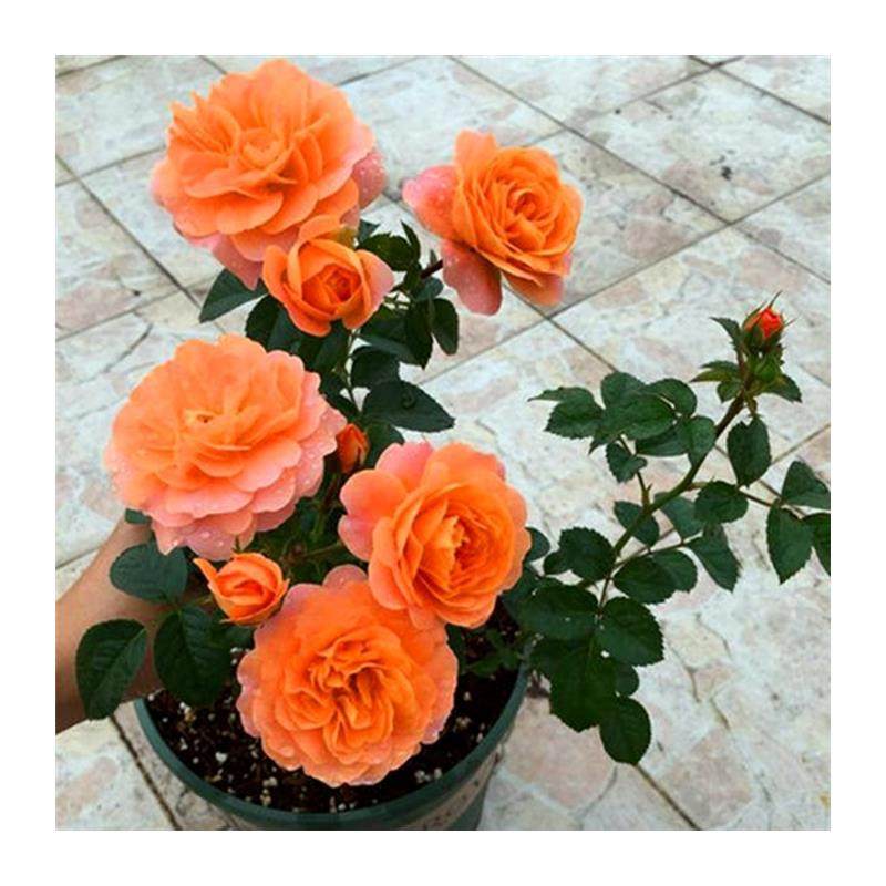 果汁阳台大花微月季花苗四季开浓香大花庭院花卉植物网红玫瑰盆栽,淘宝优惠券,粉丝福利购,淘宝优惠卷
