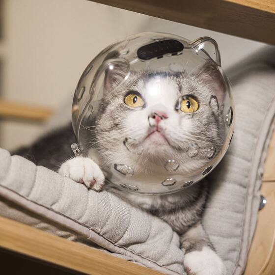 Cat Butler pet cat anti-bite headgear