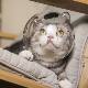 Cat Butler pet cat anti-bite headgear