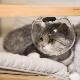 Cat Butler pet cat anti-bite headgear