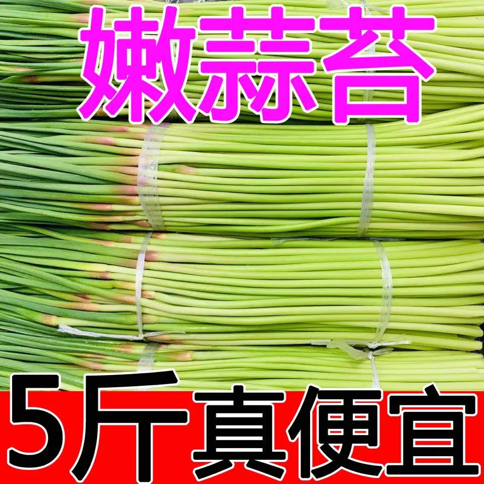 【新货推荐】24年蒜苔新鲜现摘新蒜薹5斤蒜毫应季蔬菜批发蒜苗-图2