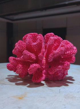 简约现代摆设树脂客厅珊瑚仿真软装配饰桌面书柜海洋带底座摆件