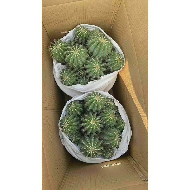 【基地直供花卉盆栽仙人球多肉植物盆栽家居植物】多头银光,淘宝优惠券,粉丝福利购,淘宝优惠卷