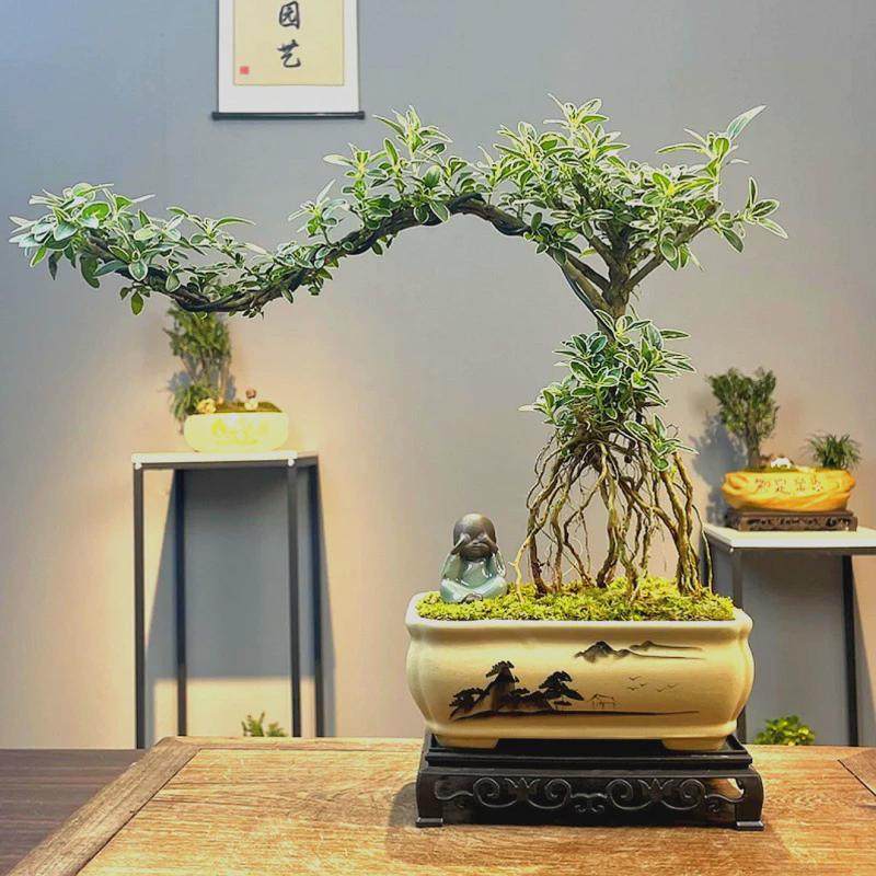 金边悬崖六月雪盆栽提根四季室内植物办公室客厅茶桌阳台桌面绿植,淘宝优惠券,粉丝福利购,淘宝优惠卷