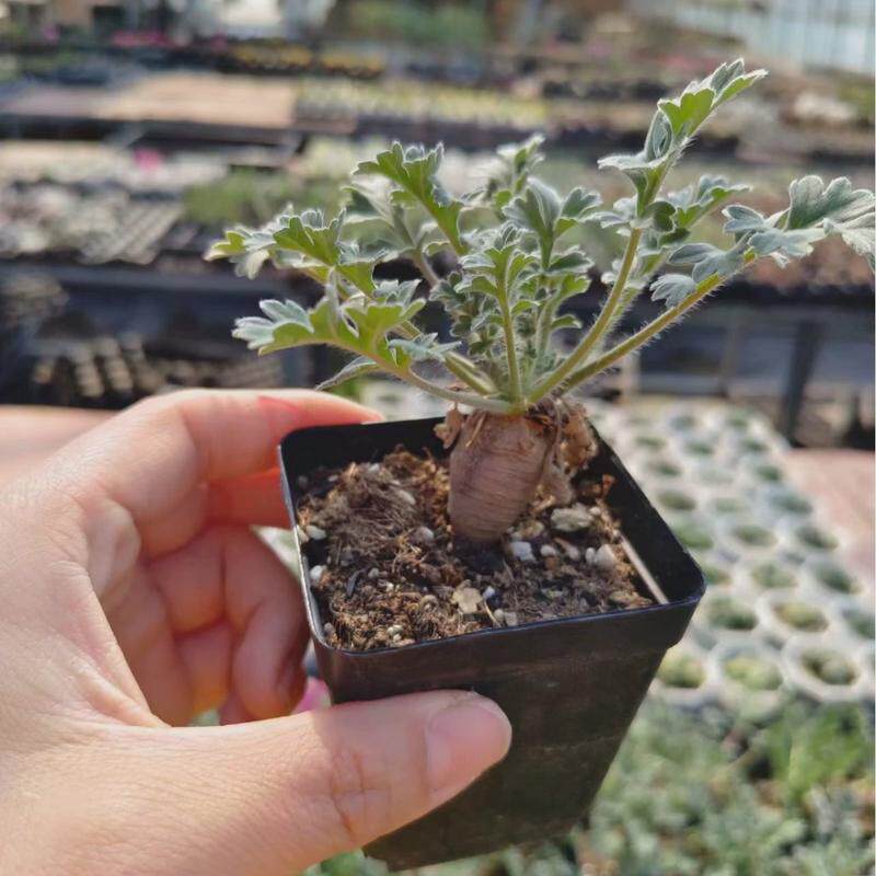 红花洋葵菊属块根植物懒人绿植仙人球多肉,淘宝优惠券,粉丝福利购,淘宝优惠卷