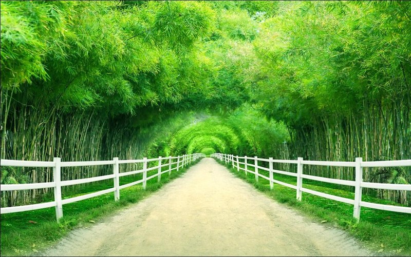 Custom mural photo 3d wallpaper Bamboo forest fence path cle - 图2