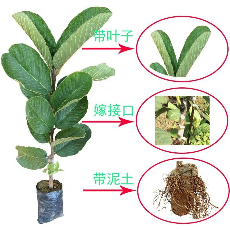 胭脂红番石榴树苗四季结果嫁接苗红心芭乐番石榴果树盆栽庭院种植