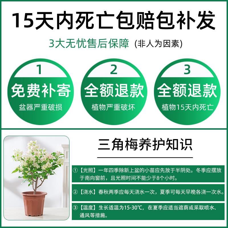 三梅角盆栽庭院外季开花多色爬藤四植物室绿植好养三角梅盆老桩花