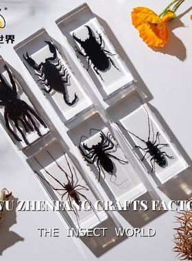 真实树脂昆虫标本真虫甲虫蜘蛛锹甲天牛蝎子螳螂蜥蜴琥珀标本研学