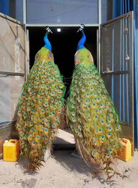 蓝孔雀标本全真羽毛落地摆件客厅酒店装饰家居工艺品公司开业送礼