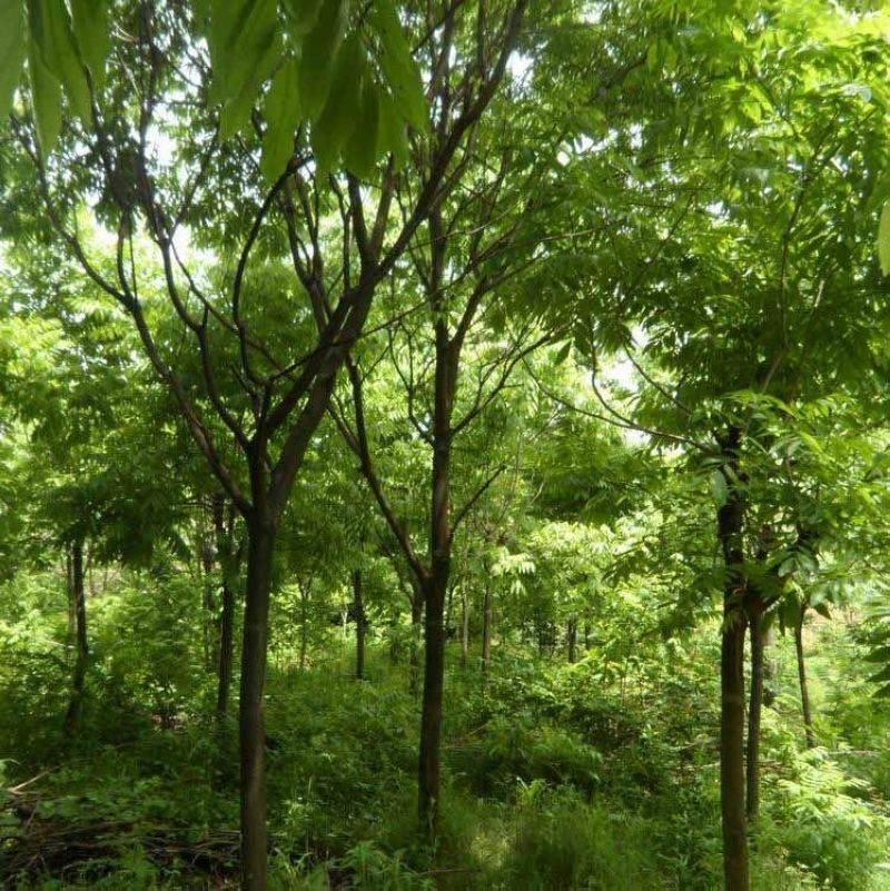 野生无患子种子油患子肥珠子无患菩提佛珠去皮净籽黄果树种子 - 图0