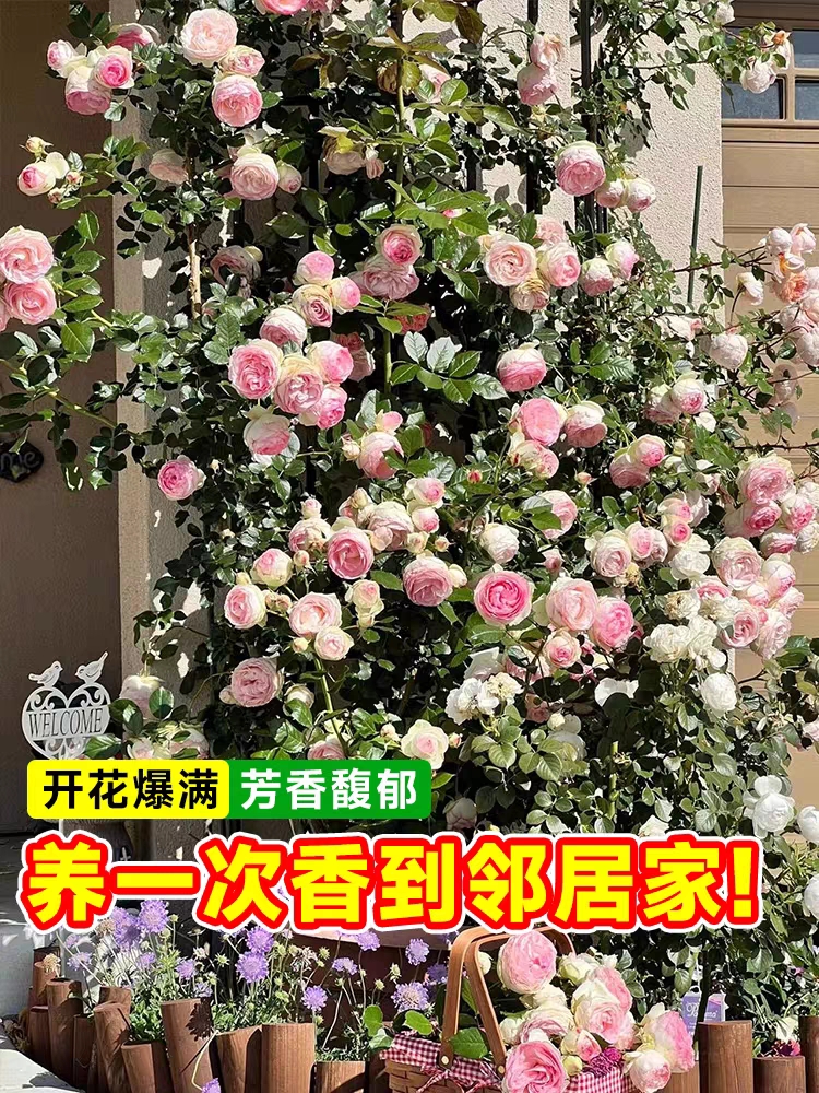 蔷薇花苗藤本月季庭院浓香玫瑰爬藤植物花卉盆栽欧月大花四季开花-图0