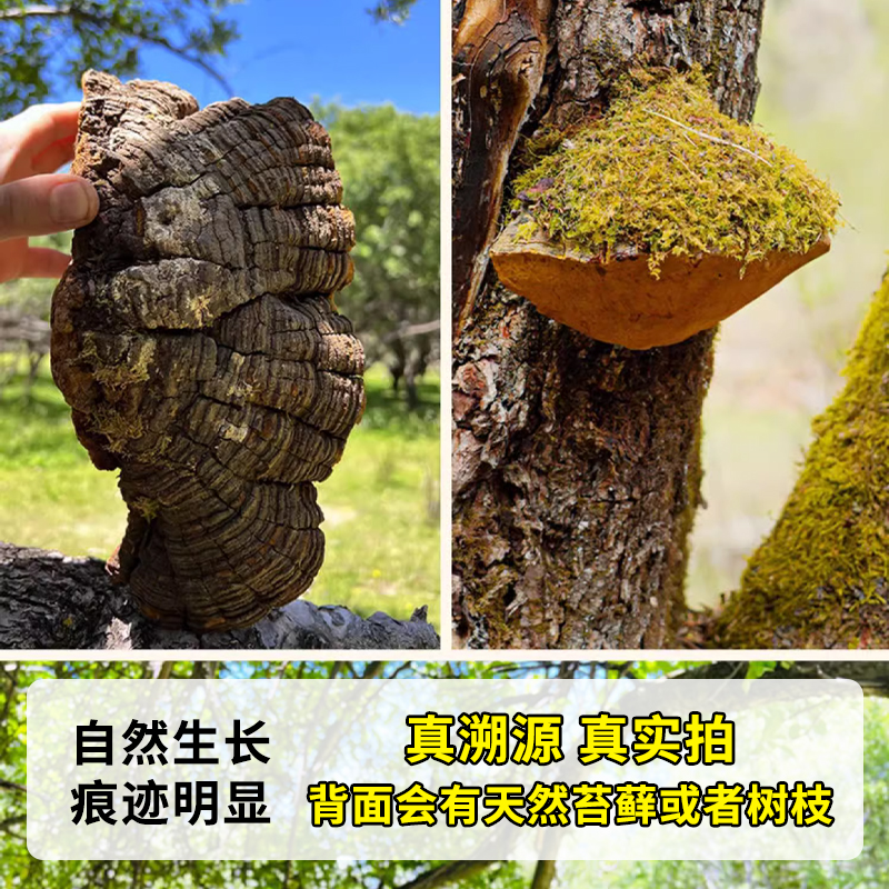 野生桑黄灵芝正宗非西藏金边特级桑黄纯天然中药材旗舰店